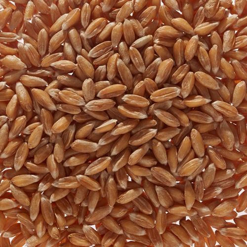 Spelt grain