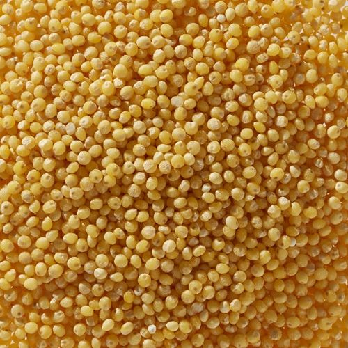 Yellow millet