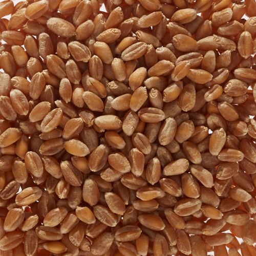 Organic wheat grain