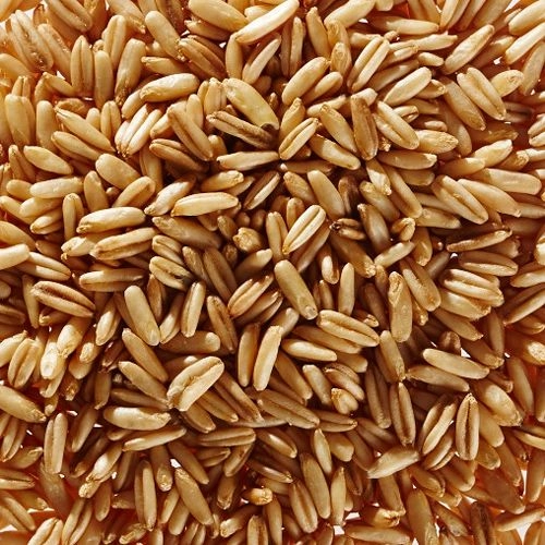 Organic oat grains