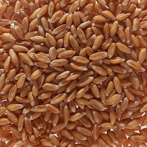 Organic spelt grain
