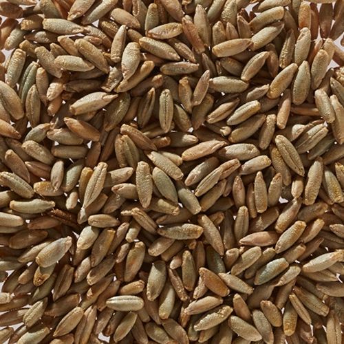 Organic rye grain