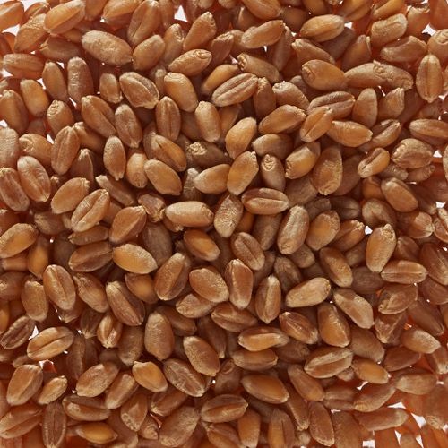 Wheat grain