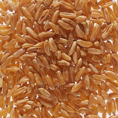 Organic Kamut® Khorasan